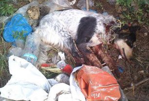 Βρήκε σφαγμένα δύο σκυλιά στην Παναγοπούλα Αχαΐας